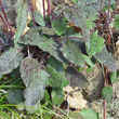 Blätterfoto Hieracium glaucinum