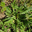 Blätterfoto Hieracium lactucella