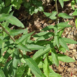 Blätterfoto Hieracium laevigatum