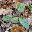 Blätterfoto Hieracium pictum