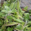 Blätterfoto Hieracium pilosella