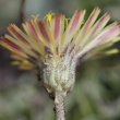 Blütenfoto Hieracium pilosella