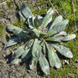 Blätterfoto Hieracium piloselloides
