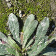Foto von Besonderheit Hieracium piloselloides