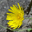 Blütenfoto Hieracium pilosum