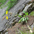 Habitusfoto Hieracium pilosum