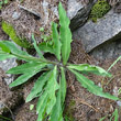 Blätterfoto Hieracium pilosum