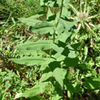 Blätterfoto Hieracium prenanthoides