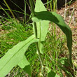 Stängel-/Stammfoto Hieracium prenanthoides