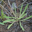 Blätterfoto Hieracium staticifolium