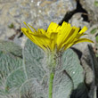 Portraitfoto Hieracium tomentosum