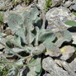 Blätterfoto Hieracium tomentosum