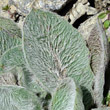 Foto von Besonderheit Hieracium tomentosum