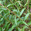 Blätterfoto Hieracium umbellatum
