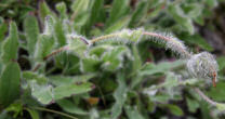 Stängel-/Stammfoto Hieracium villosum