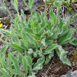 Blätterfoto Hieracium villosum
