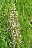 Blütenfoto Himantoglossum hircinum