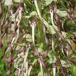 Foto von Besonderheit Himantoglossum hircinum