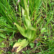Blätterfoto Himantoglossum hircinum