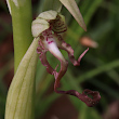 Portraitfoto Himantoglossum hircinum
