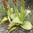 Blätterfoto Himantoglossum robertianum