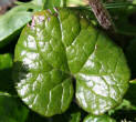 Blätterfoto Homogyne alpina