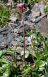 Habitusfoto Homogyne alpina