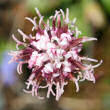 Blütenfoto Homogyne alpina
