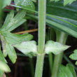 Stängel-/Stammfoto Horminum pyrenaicum