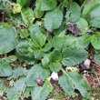 Blätterfoto Horminum pyrenaicum