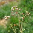 Blütenfoto Hornungia petraea