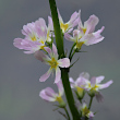 Blütenfoto Hottonia palustris