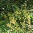 Habitusfoto Hugueninia tanacetifolia