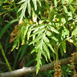 Blätterfoto Hugueninia tanacetifolia