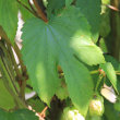 Blätterfoto Humulus lupulus