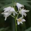 Blütenfoto Hyacinthoides hispanica x non-scripta