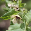 Blütenfoto Hyoscyamus niger