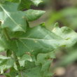 Blätterfoto Hyoscyamus niger