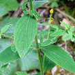 Blätterfoto Hypericum hirsutum