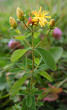 Blütenfoto Hypericum maculatum
