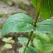 Blätterfoto Hypericum montanum