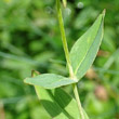 Blätterfoto Hypericum richeri