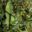 Blätterfoto Hypochaeris maculata