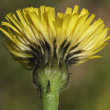 Blütenfoto Hypochaeris maculata