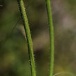 Stängel-/Stammfoto Hypochaeris maculata