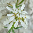 Blütenfoto Iberis saxatilis