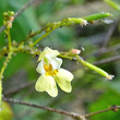 Blütenfoto Impatiens parviflora