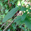Blätterfoto Inula conyzae