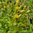 Blütenfoto Inula conyzae