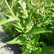 Blätterfoto Inula helenium